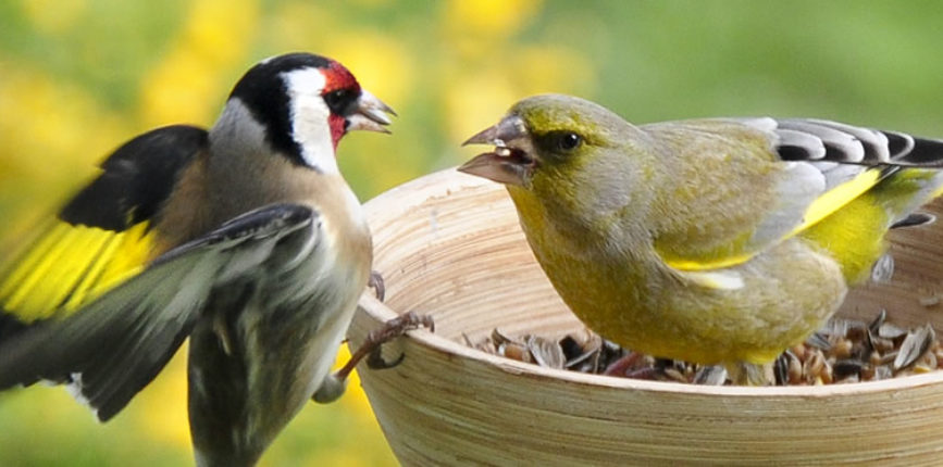 Attracting birds to your garden - ALDA Landscapes