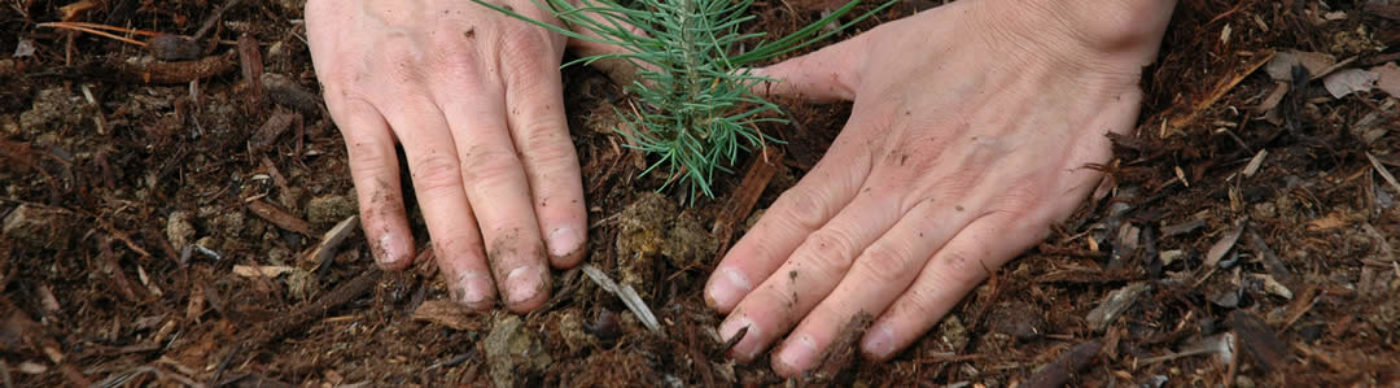 is-it-safe-to-plant-in-the-winter-months-alda-landscapes